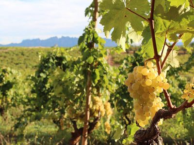 Spumanti del Penedès, eccellenza d'oro