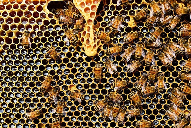 Beneficios de la miel ecológica