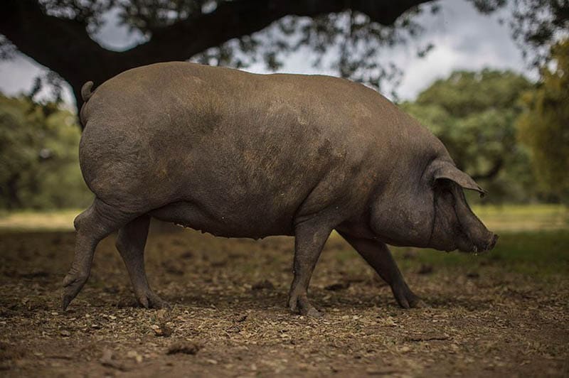 Ibéricos y Jamón de Bellota etiqueta negra: no hay nada mejor