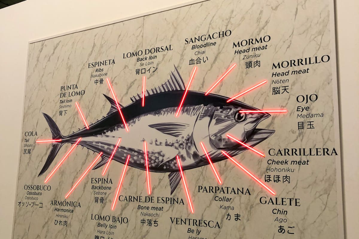 El atún rojo: tesoro del Mediterráneo español