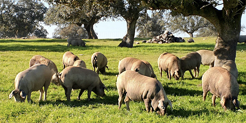 Navarretinto: posiblemente la mejor explotación de cerdos ibéricos de España