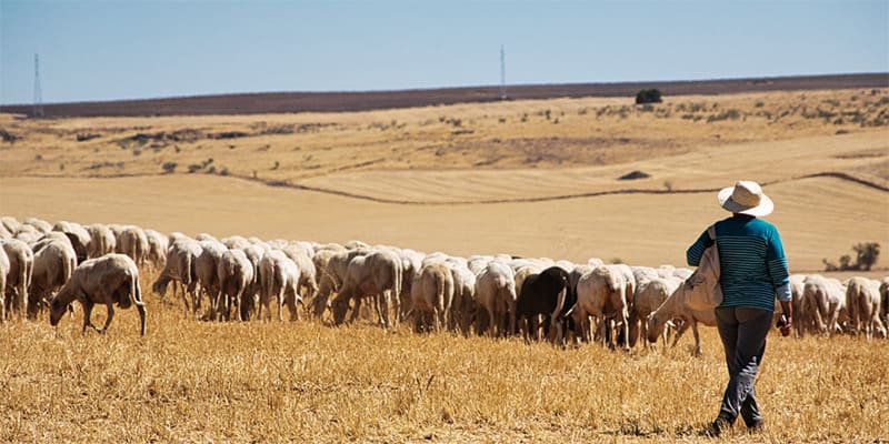 Ciudad Real, Gastronomía de altísimo nivel