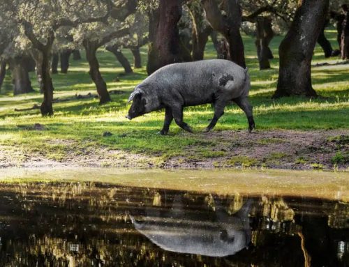 Desde las dehesas y olivares de España a tu mesa