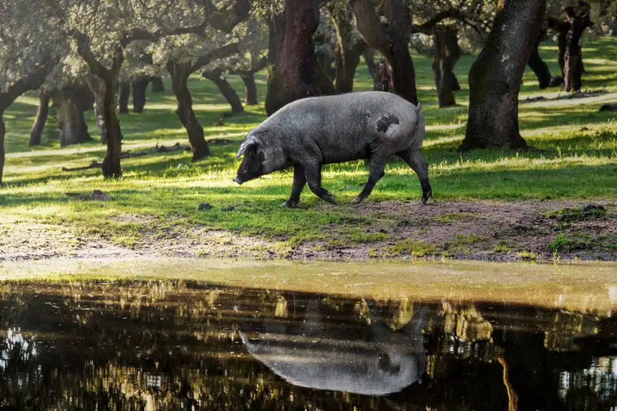 Cómo es una montanera ibérica en la Dehesa de Extremadura