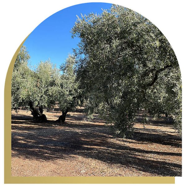 Oleum Alcazaba