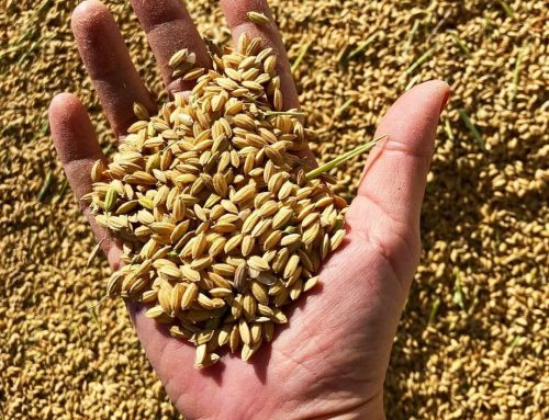 La magia del arroz del Parque Natural de la Albufera: Sivaris, calidad y tradición en cada grano