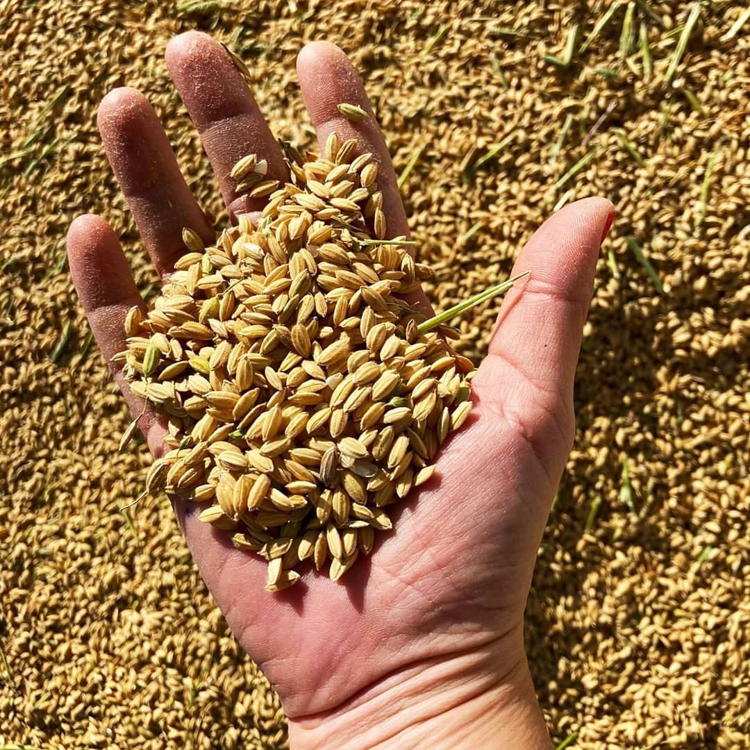 La magia del arroz del Parque Natural de la Albufera: Sivaris, calidad y tradición en cada grano