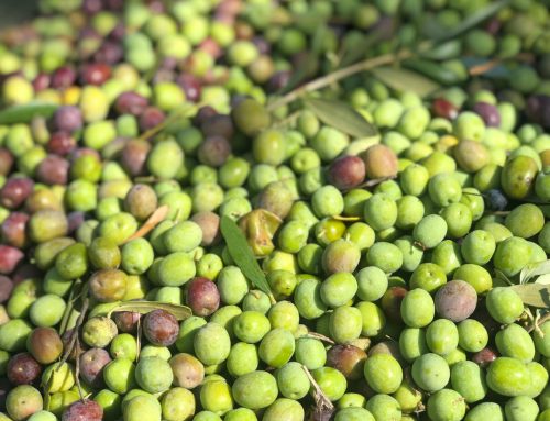 Cosecha 2025: El Arte del AOVE Español en su Máxima Expresión