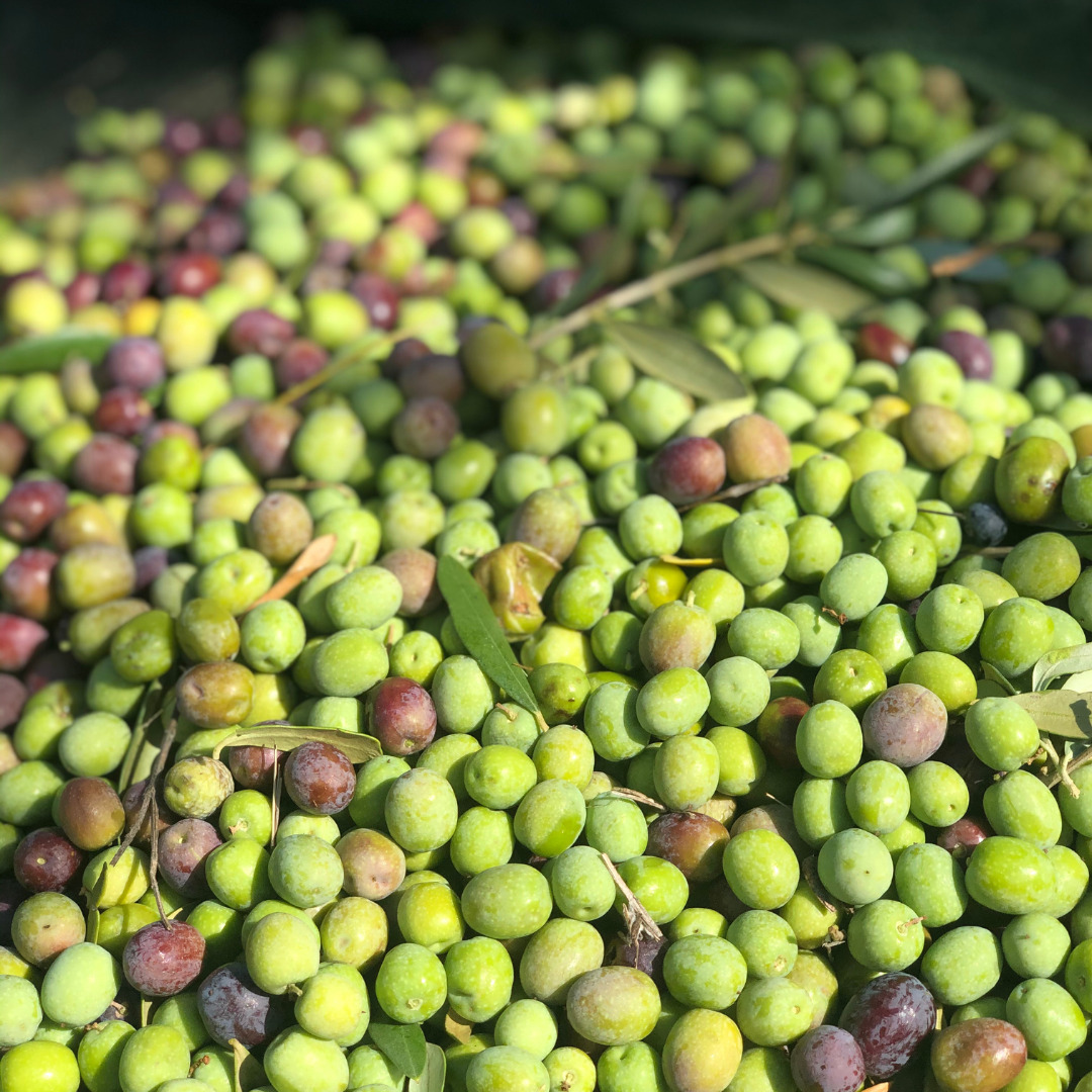 Cosecha 2025: El Arte del AOVE Español en su Máxima Expresión Cosecha 2025: El Arte del AOVE Español en su Máxima Expresión