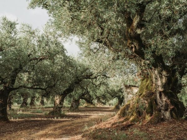 Desde las dehesas y olivares de España a tu mesa Desde las dehesas y olivares de España a tu mesa