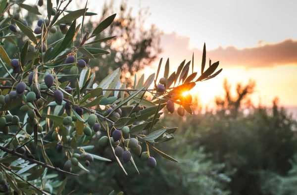 La trazabilidad real del AOVE no solo se audita: se entiende, se explica y se puede contar