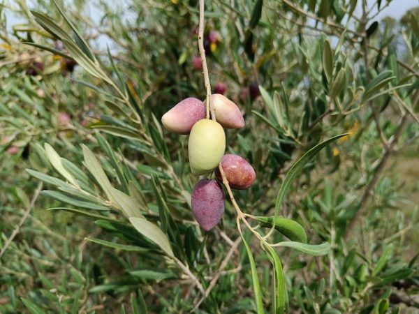 La aceituna Cornicabra: el alma de Castilla-La Mancha hecha aceite