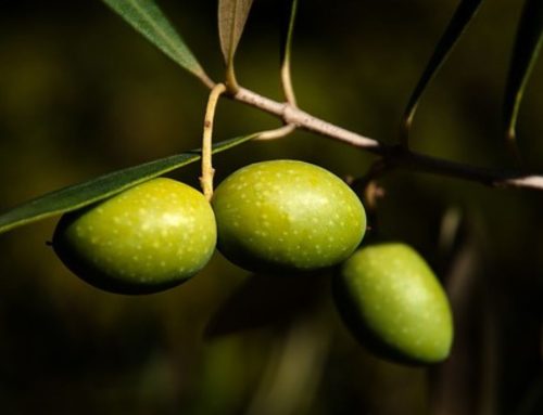 La aceituna Picual: un patrimonio de Andalucía para el mundo