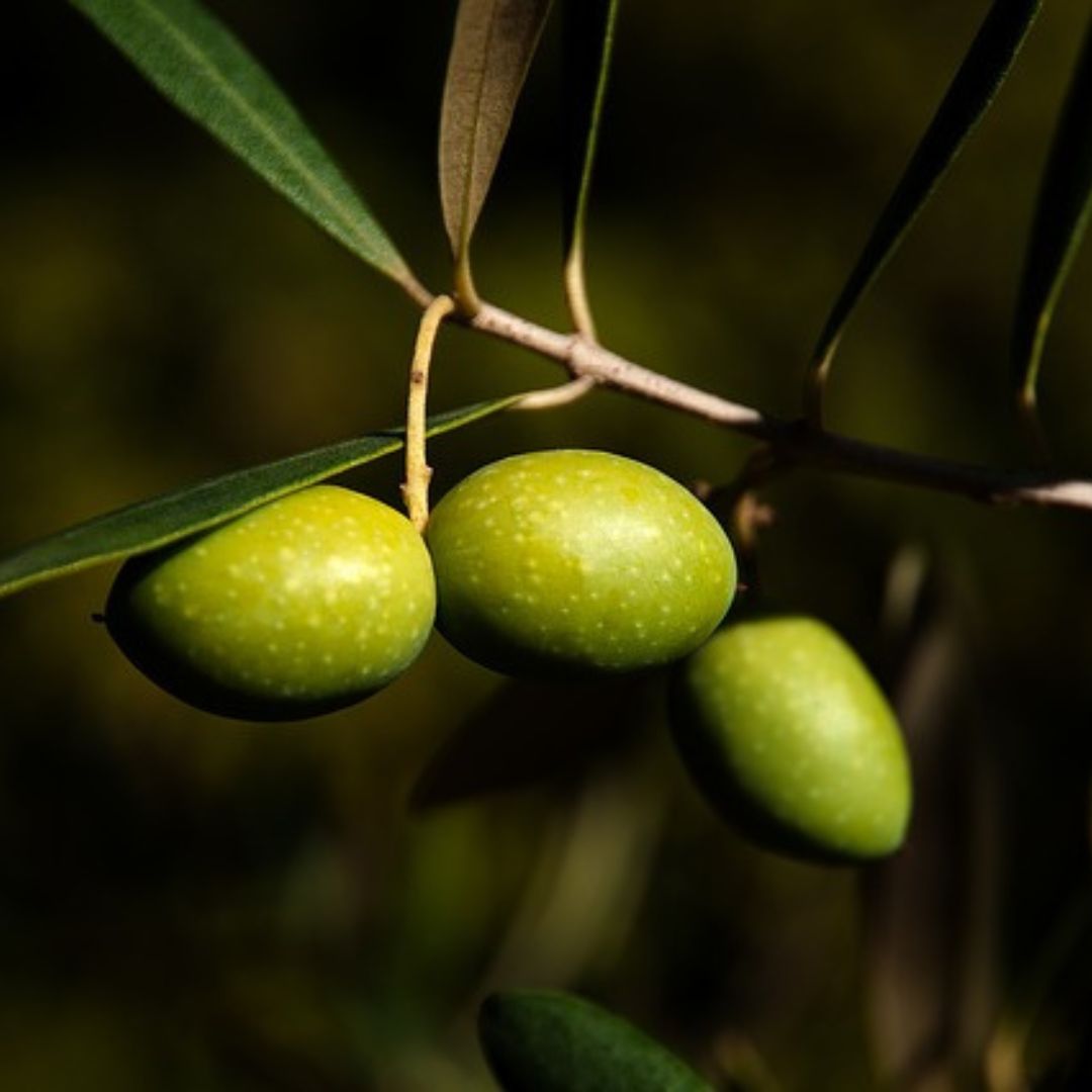 La aceituna Picual: un patrimonio de Andalucía para el mundo