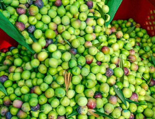 La aceituna Arbequina: un patrimonio de Cataluña para el mundo