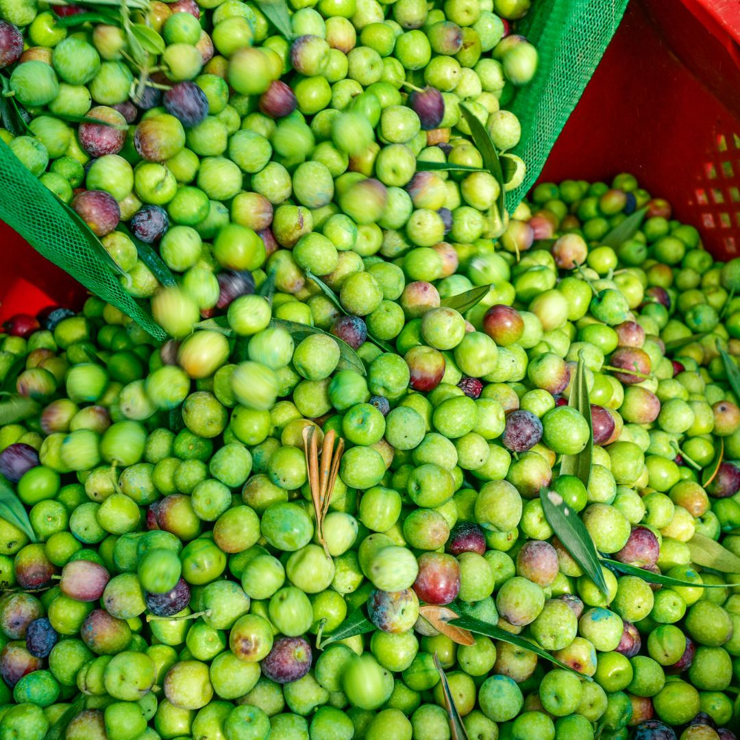 La aceituna Arbequina: un patrimonio de Cataluña para el mundo