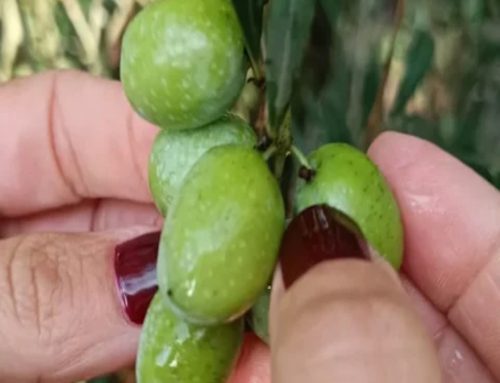 La aceituna Sikitita: la nueva joya de Andalucía que conquista el mundo