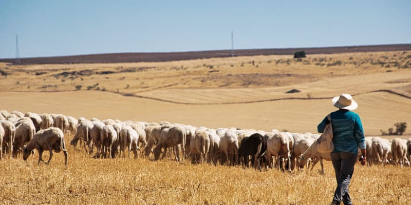 Queso Manchego: qué lo hace único y por qué es el queso más emblemático de España Queso Manchego: qué lo hace único y por qué es el queso más emblemático de España.
