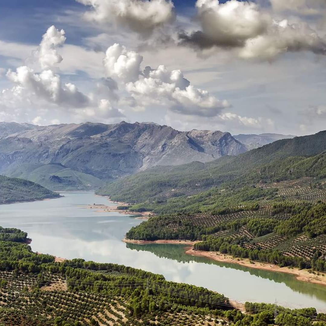 Made in Jaén: la cuna mundial del Aceite de Oliva Virgen Extra