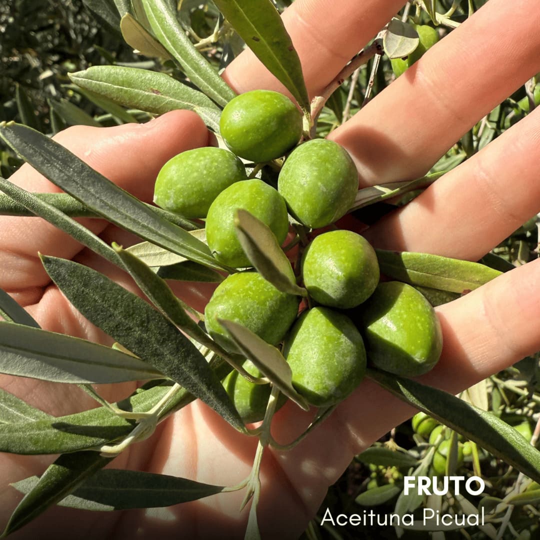 Home AOVE Premium Español - Made en Jaen