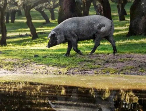 Desde las dehesas y olivares de España a tu mesa