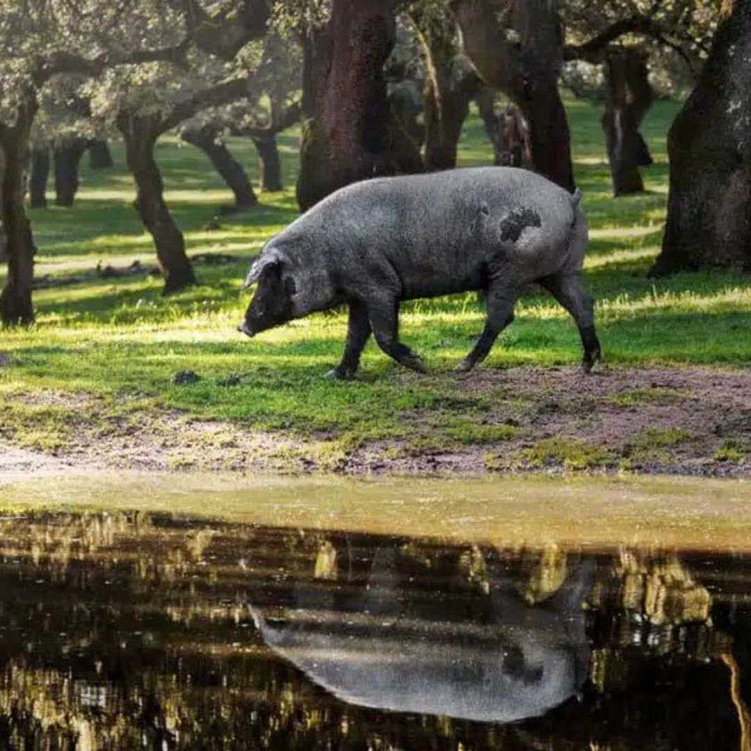 Desde las dehesas y olivares de España a tu mesa Desde las dehesas y olivares de España a tu mesa