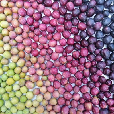 276 variedades de aceituna española: el origen del mejor AOVE del mundo