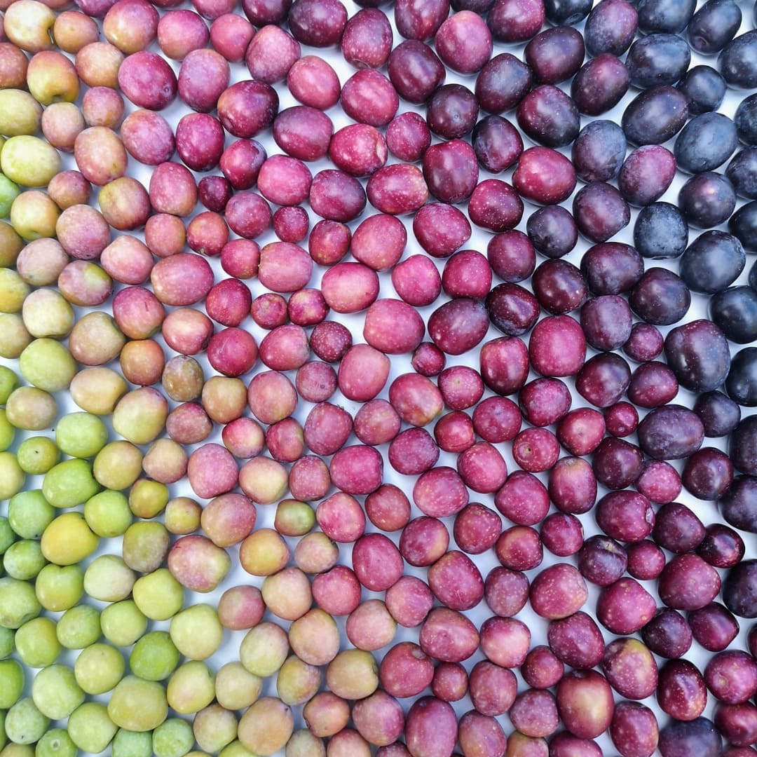 276 variedades de aceituna española: el origen del mejor AOVE del mundo 276 variedades de aceituna española: el origen del mejor AOVE del mundo