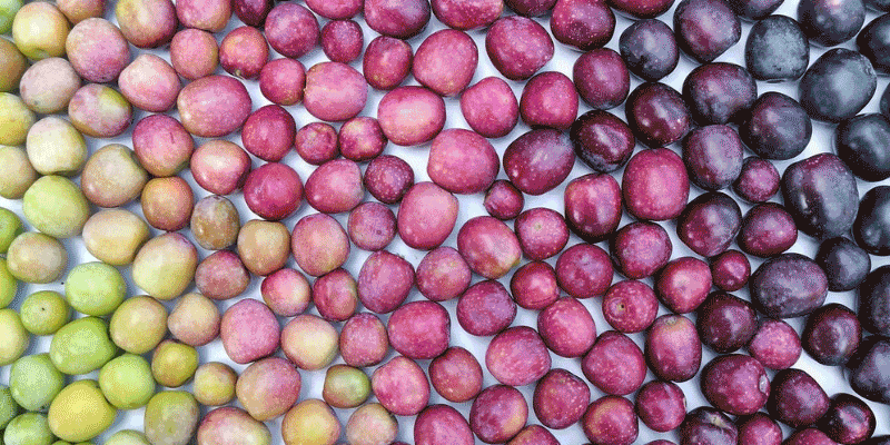 276 variedades de aceituna española: el origen del mejor AOVE del mundo 276 variedades de aceituna española: el origen del mejor AOVE del mundo