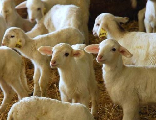 La Casota: tradición manchega convertida en excelencia gourmet