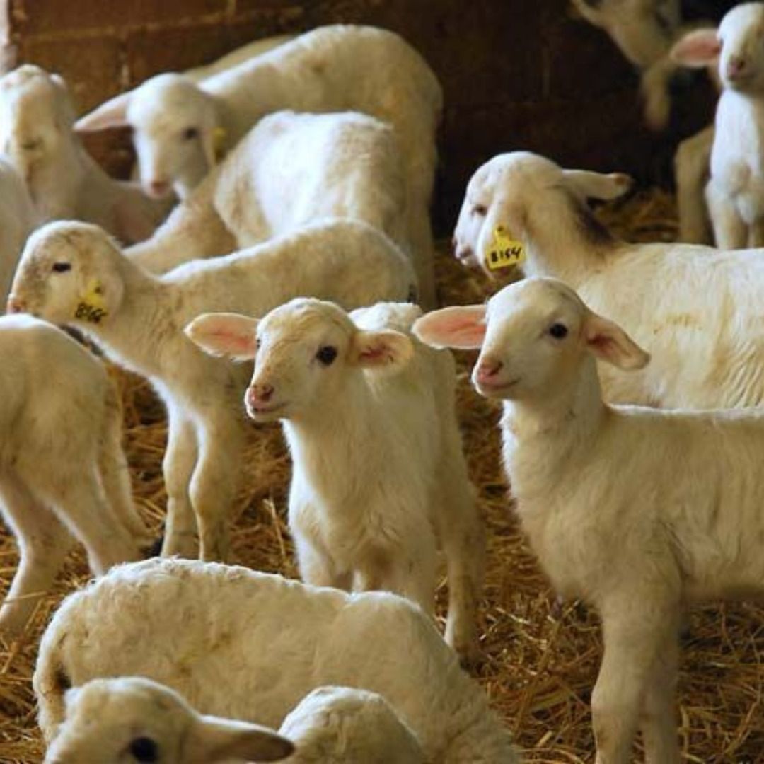 La Casota: tradición manchega convertida en excelencia gourmet