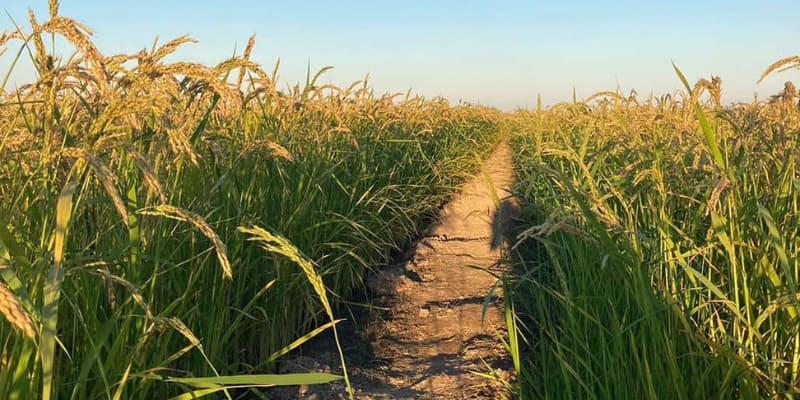 Sabores de España: Los arroces gourmet de La Albufera de Valencia Sabores de España: Los arroces gourmet de La Albufera de Valencia