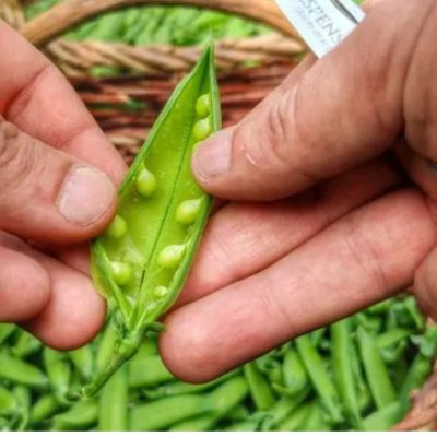 Legumbres gourmet españolas: cuáles elegir