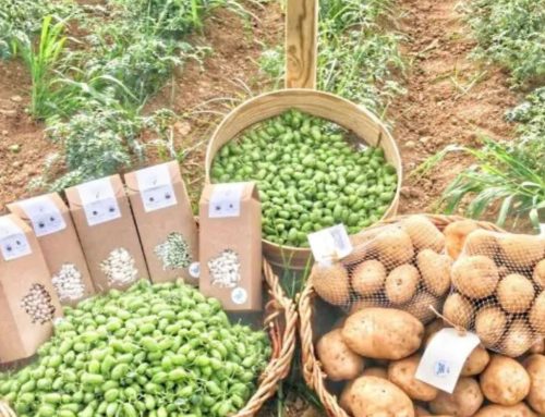 Legumbres gourmet españolas: cuáles elegir